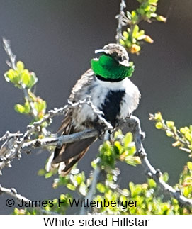 White-sided Hillstar - © James F Wittenberger and Exotic Birding LLC