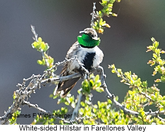 White-sided Hillstar - © James F Wittenberger and Exotic Birding LLC