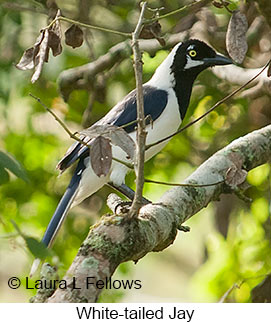 White-tailed Jay - © Laura L Fellows and Exotic Birding LLC