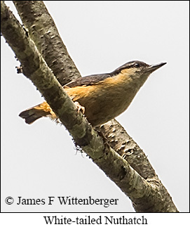 White-tailed Nuthatch - © James F Wittenberger and Exotic Birding LLC