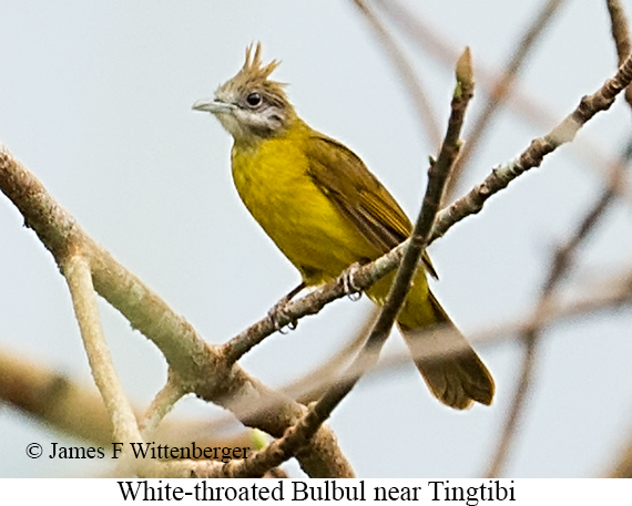 White-throated Bulbul - © James F Wittenberger and Exotic Birding LLC