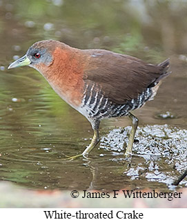 White-throated Crake - © James F Wittenberger and Exotic Birding LLC