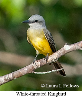 White-throated Kingbird - © Laura L Fellows and Exotic Birding LLC