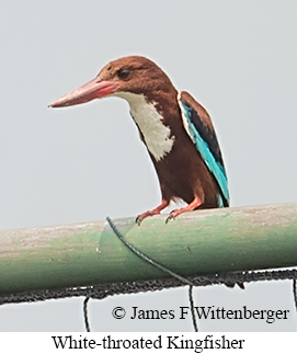 White-throated Kingfisher - © James F Wittenberger and Exotic Birding LLC