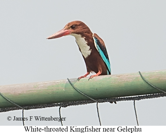 White-throated Kingfisher - © James F Wittenberger and Exotic Birding LLC