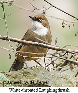 White-throated Laughingthrush - © James F Wittenberger and Exotic Birding LLC