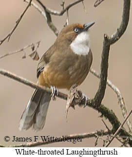 White-throated Laughingthrush - © James F Wittenberger and Exotic Birding LLC