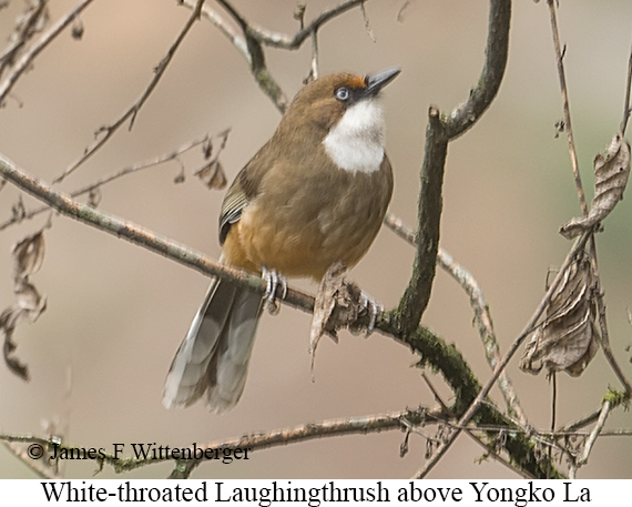 White-throated Laughingthrush - © James F Wittenberger and Exotic Birding LLC