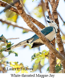 White-throated Magpie-Jay - © Laura L Fellows and Exotic Birding LLC