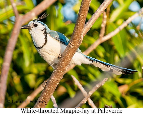 White-throated Magpie-Jay - © Laura L Fellows and Exotic Birding LLC