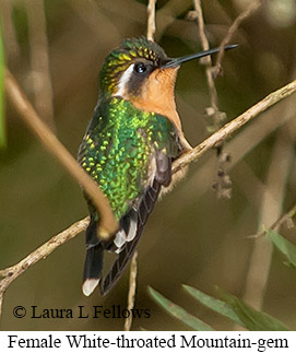 White-throated Mountain-gem - © Laura L Fellows and Exotic Birding LLC