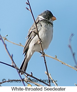 White-throated Seedeater - © James F Wittenberger and Exotic Birding LLC