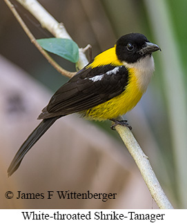 White-throated Shrike-Tanager - © James F Wittenberger and Exotic Birding LLC