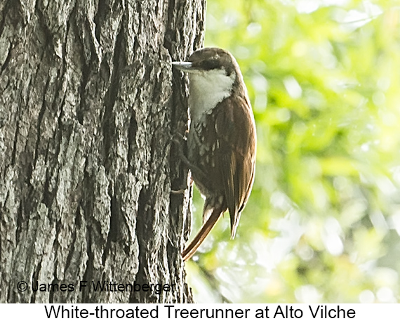 White-throated Treerunner - © James F Wittenberger and Exotic Birding LLC