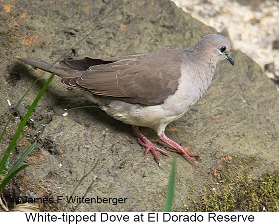 White-tipped Dove - © James F Wittenberger and Exotic Birding LLC