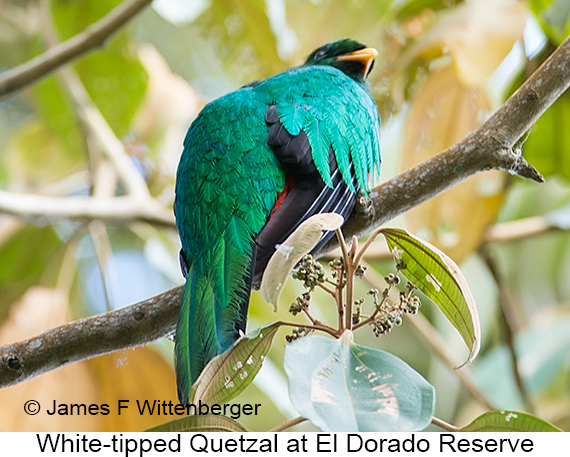 White-tipped Quetzal - © James F Wittenberger and Exotic Birding LLC