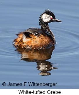 White-tufted Grebe - © James F Wittenberger and Exotic Birding LLC