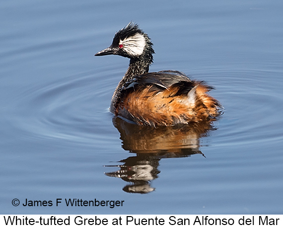 White-tufted Grebe - © James F Wittenberger and Exotic Birding LLC