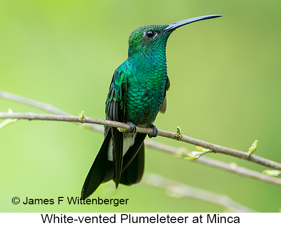 White-vented Plumeleteer - © James F Wittenberger and Exotic Birding LLC