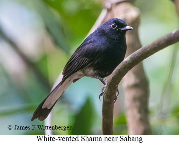 White-vented Shama - © James F Wittenberger and Exotic Birding LLC