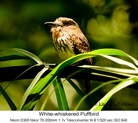 White-whiskered Puffbird - © Laura L Fellows and Exotic Birding Tours