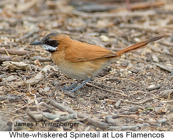 White-whiskered Spinetail - © James F Wittenberger and Exotic Birding LLC