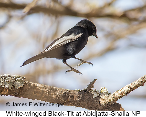 White-winged Black-Tit - © James F Wittenberger and Exotic Birding LLC