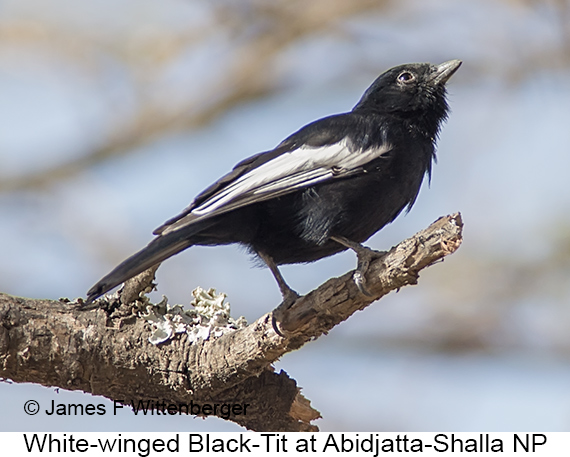 White-winged Black-Tit - © James F Wittenberger and Exotic Birding LLC