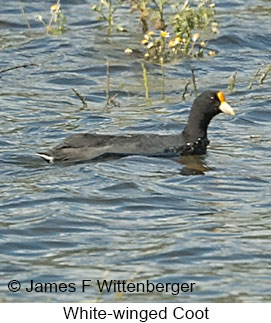 White-winged Coot - © James F Wittenberger and Exotic Birding LLC