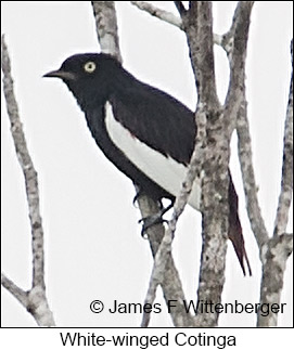 White-winged Cotinga - © James F Wittenberger and Exotic Birding LLC