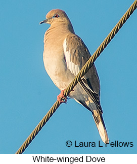 White-winged Dove - © Laura L Fellows and Exotic Birding LLC