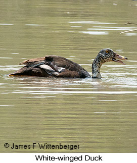 White-winged Duck - © James F Wittenberger and Exotic Birding LLC