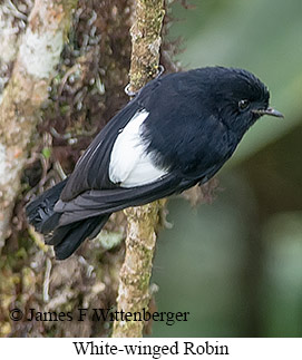 White-winged Robin - © James F Wittenberger and Exotic Birding LLC