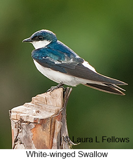 White-winged Swallow - © Laura L Fellows and Exotic Birding LLC