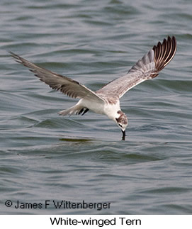 White-winged Tern - © James F Wittenberger and Exotic Birding LLC