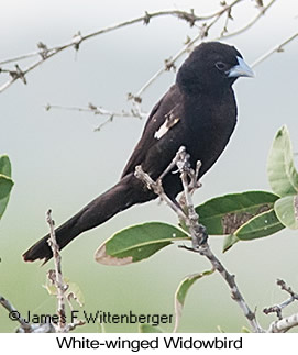 White-winged Widowbird - © James F Wittenberger and Exotic Birding LLC