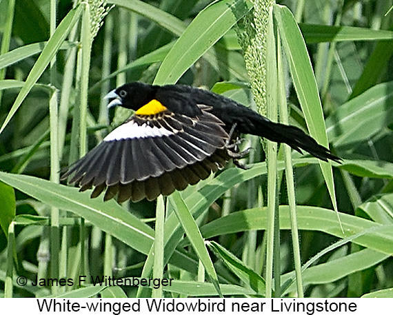 White-winged Widowbird - © James F Wittenberger and Exotic Birding LLC