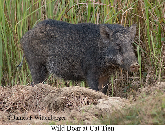 Wild Boar - © James F Wittenberger and Exotic Birding LLC