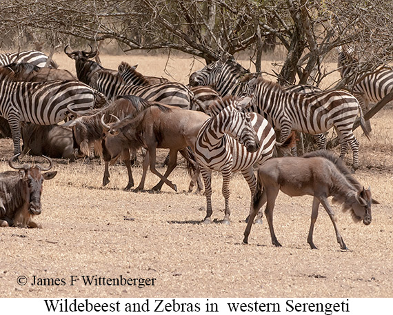 Wildebeest Zebras - © James F Wittenberger and Exotic Birding LLC