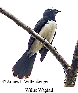 Willie-wagtail - © James F Wittenberger and Exotic Birding LLC