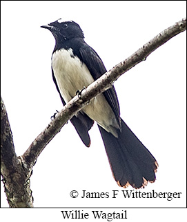 Willie-wagtail - © James F Wittenberger and Exotic Birding LLC