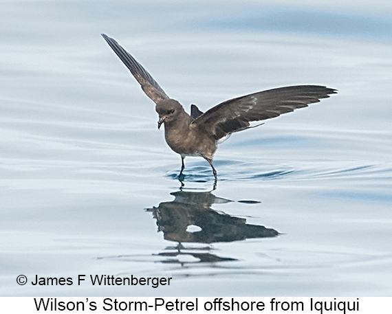 Wilson's Storm-Petrel - © James F Wittenberger and Exotic Birding LLC