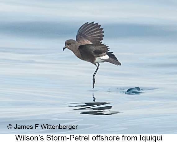 Wilson's Storm-Petrel - © James F Wittenberger and Exotic Birding LLC