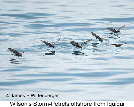 Wilson's Storm-Petrel - © James F Wittenberger and Exotic Birding LLC