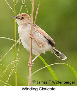 Winding Cisticola - © James F Wittenberger and Exotic Birding LLC