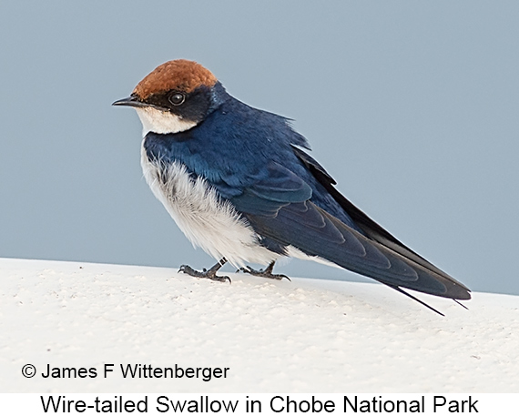 Wire-tailed Swallow - © James F Wittenberger and Exotic Birding LLC