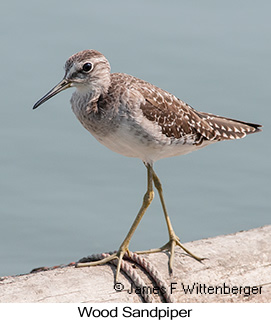 Wood Sandpiper - © James F Wittenberger and Exotic Birding LLC