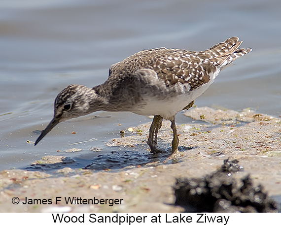 Wood Sandpiper - © James F Wittenberger and Exotic Birding LLC
