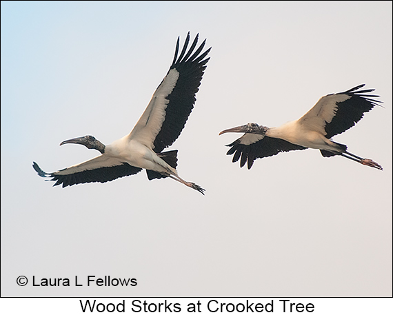 Wood Stork - © James F Wittenberger and Exotic Birding LLC