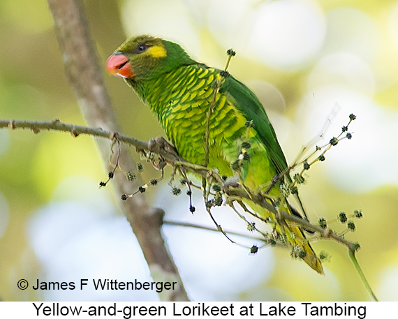 Yellow-and-green Lorikeet - © James F Wittenberger and Exotic Birding LLC